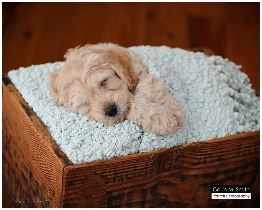 © Collin M. Smith Portrait Photography www.cmsmithportraits.com/blog